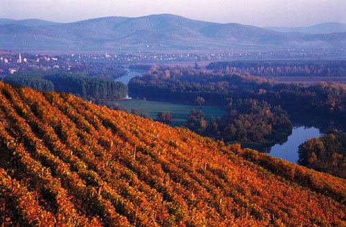 Tokaj wine region Tokaj wine region to get 330m euro investment Decanter