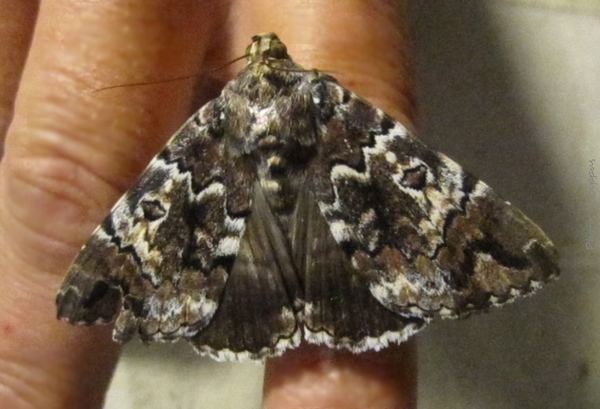 Tolna (moth)