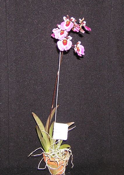 Tolumnia Tolumnia orchid Care