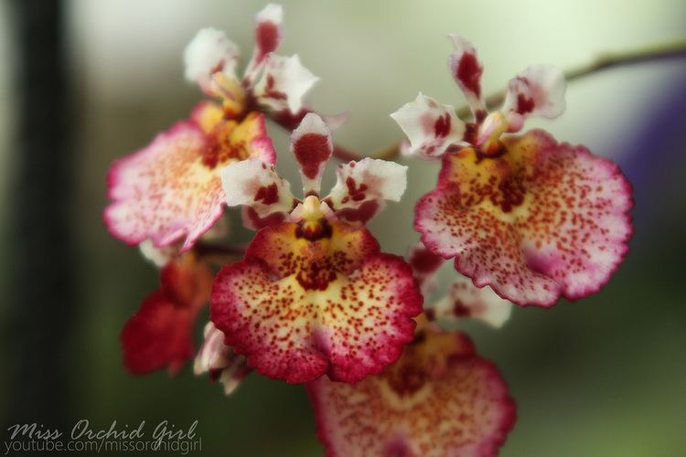 Tolumnia Tolumnia Jairak Flyer 39Corona39 Orchid Nature