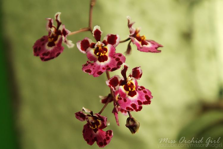 Tolumnia Tolumnia Jairak Flyer 39Dapple39 Orchid Nature
