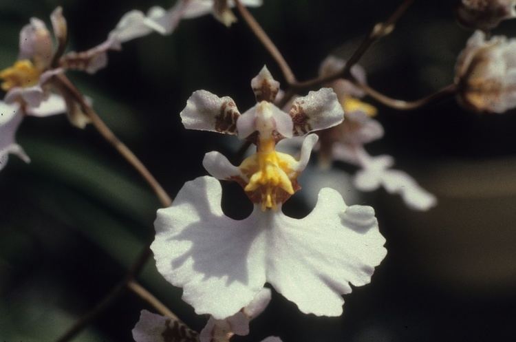 Tolumnia guttata wwworchidspeciescomorphotdirtolumtetrapetalajpg