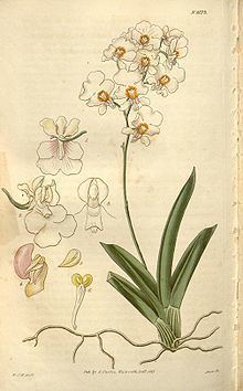 Tolumnia pulchella httpsuploadwikimediaorgwikipediacommonsthu