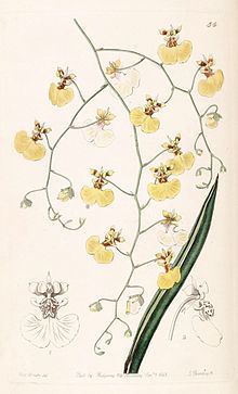 Tolumnia urophylla httpsuploadwikimediaorgwikipediacommonsthu