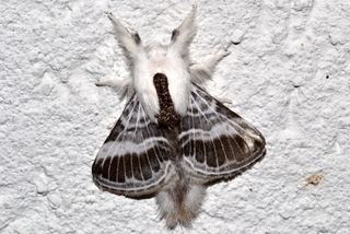 Tolype velleda Tolype velleda Velleda lappet moth Discover Life