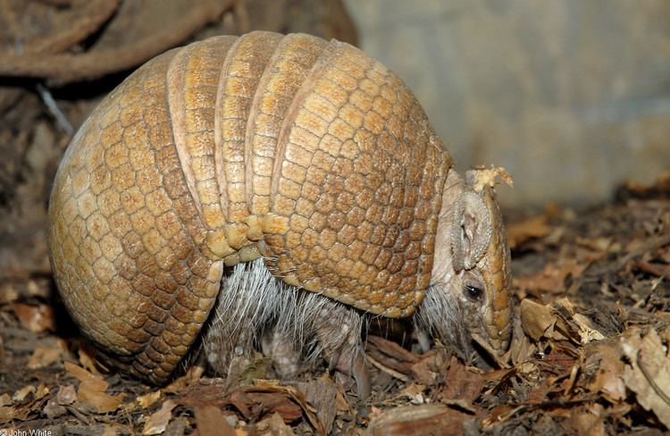 Tolypeutes Tolypeutes matacus Southern threebanded armadillo