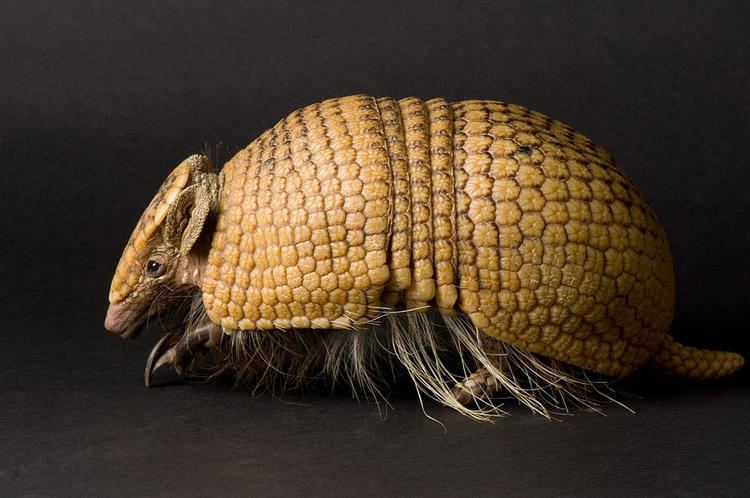 Tolypeutes A Threebanded Armadillo Tolypeutes Photograph by Joel Sartore
