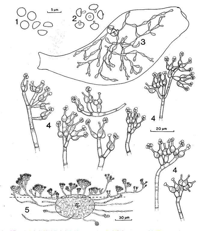 Tolypocladium Tolypocladium lignicola diagrams ex publ