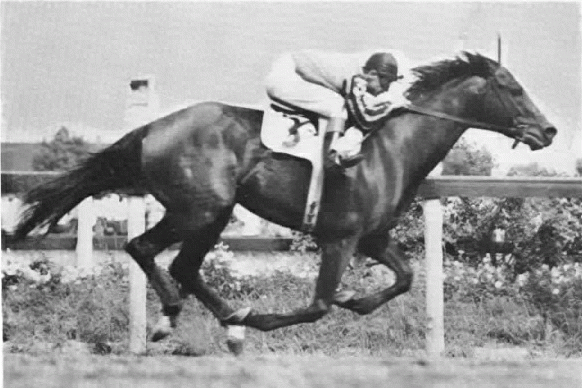 Tom Fool Tom Fool 1953 Horse of the Year