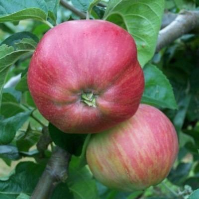 Tom Putt (apple) Buy Apple Tom Putt by post from RVRoger Ltd