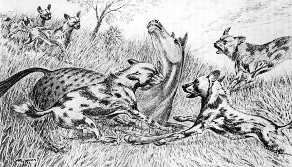 Tomarctus Florida Memory Miocene horse Parahippus and doglike carnivore
