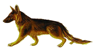 Tomarctus Czechoslovakian wolfdog