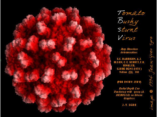 Tomato bushy stunt virus Virusworld Tomato Bushy Stunt Virus