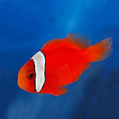 Tomato clownfish Tomato Clownfish Amphiprion frenatus for Sale Online PetSolutions