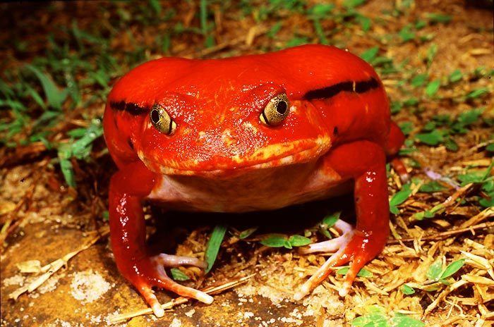 Tomato frog Tomato frog CITES