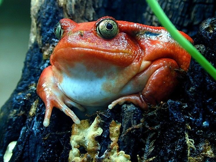 Tomato frog Tomato Frog ThingLink