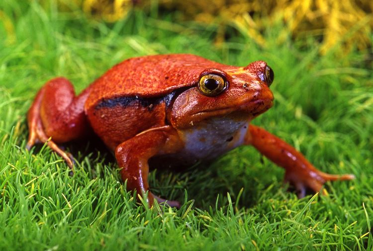Tomato frog Keys to Caring for a Tomato Frog ABDRAGONS