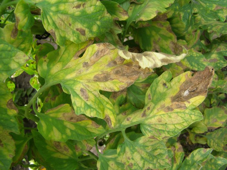 Tomato leaf mold Leaf mold of tomato Commercial Fruit and Vegetable Production