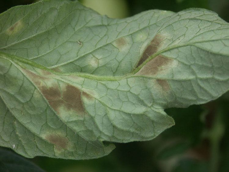 Tomato leaf mold Leaf Mold of Tomato Picture of the Week Plant amp Pest Diagnostic