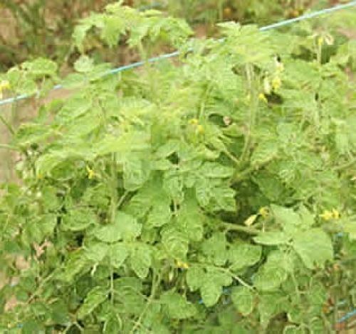 Tomato yellow leaf curl virus Tomato yellow leaf curl virus