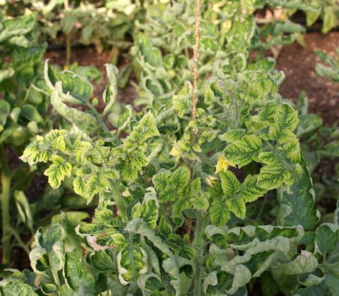 Tomato yellow leaf curl virus First Report of Tomato Yellow Leaf Curl Virus in Greenhouse Tomatoes