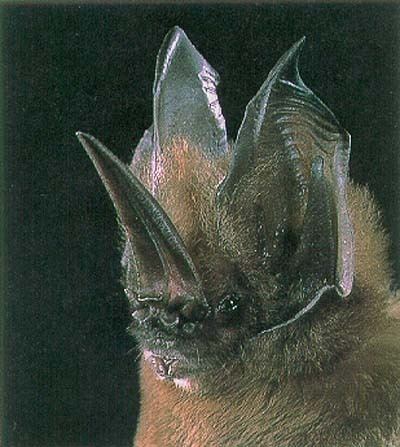 Tomes's sword-nosed bat bat23