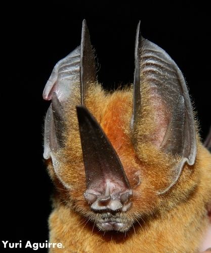 Tomes's sword-nosed bat Tomes39s Swordnosed Bat observed by yuriaguire88 on July 16 2013