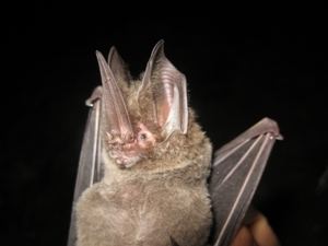 Tomes's sword-nosed bat Enrico Bernard The Rufford Small Grants for Nature Conservation