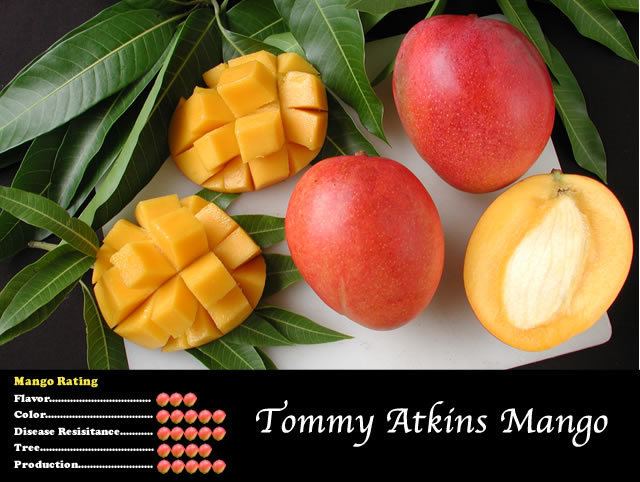 Tommy Atkins (mango) wwwtropicalfruitnurserycommangoimagestommyat