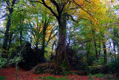 Tomnafinnoge Woods Woodland Walk Tomnafinnoge Woods Green News Ireland