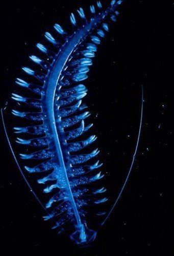 Tomopteris This Deep Sea Alien Worm Tomopteris Is Utterly Captivating