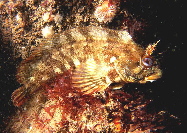 Tompot blenny Tompot Blenny Parablennius gattorugine British Marine Life Study