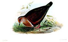 Tongan ground dove httpsuploadwikimediaorgwikipediacommonsthu