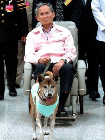 Tongdaeng Khun Tongdaeng Thai King39s favourite dog dies days after 39insult