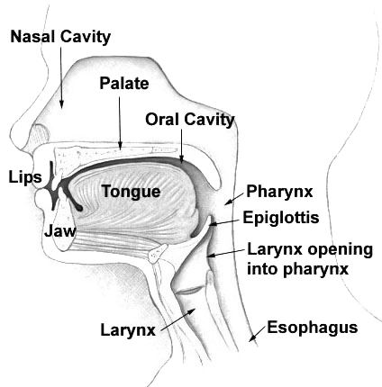 Tongue shape