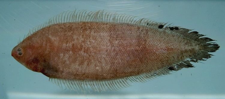 Tonguefish FileSpottedfin tonguefish Symphurus diomedeanus jpg Wikimedia