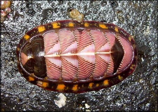 Tonicella Polyplacophora The Chitons Genus Tonicella