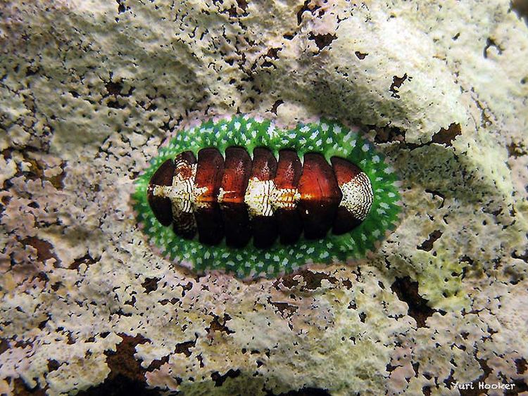 Tonicia Tonicia elegans 1 Pucusana Lima Per deepseaperu Flickr