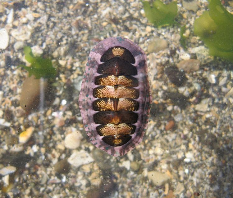 Tonicia Tonicia atrata on low tide under rocks note the spots in Flickr