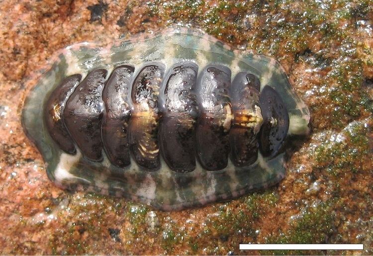 Tonicia FileTonicia atrata Sur de Playa Bravajpg Wikimedia Commons