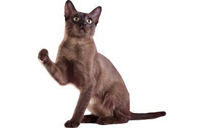Tonkinese cat Tonkinese Cat Breed Information Pictures Characteristics amp Facts