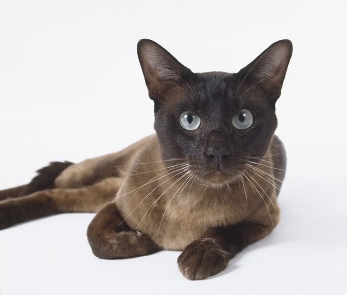 Tonkinese cat Tonkinese Cat Breed Information Pictures Characteristics amp Facts
