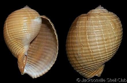 Tonna galea wwwgastropodscomShellImagesTTonnagalea1jpg