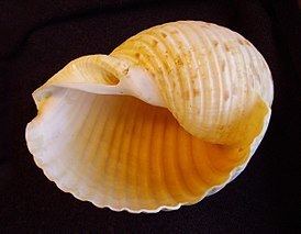 Tonna (gastropod) httpsuploadwikimediaorgwikipediacommonsthu