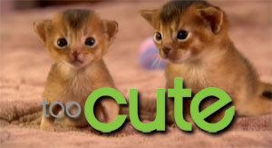 Too Cute (TV series) Too Cute Series TV Tropes