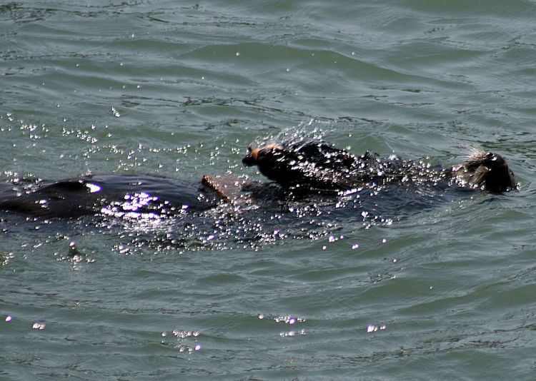 Tool use by sea otters
