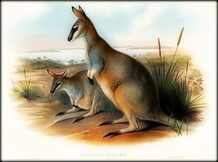 Toolache wallaby In the future how will restorationists think about the past Ian