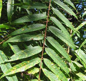 Toona sureni Trees of Tropical Asia Meliaceae