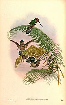 Tooth-billed hummingbird httpsuploadwikimediaorgwikipediacommonsthu