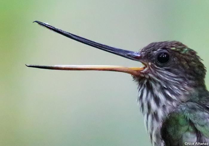Tooth-billed hummingbird Toothbilled Hummingbird Androdon aequatorialis videos photos and